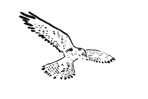 American Kestrel Landing – Coming Soon