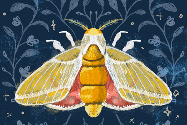 Moths Project – Case Study